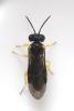 Aneugmenus coronatus